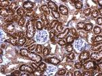 SNRPN Antibody in Immunohistochemistry (Paraffin) (IHC (P))