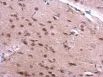 SNRPN Antibody in Immunohistochemistry (Paraffin) (IHC (P))