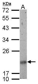 SNRPN Antibody in Western Blot (WB)