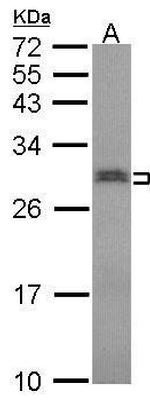 SNRPN Antibody in Western Blot (WB)