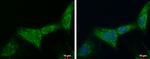 ATP Synthase B1 Antibody in Immunocytochemistry (ICC/IF)