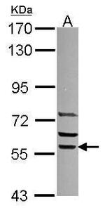 SRP54 Antibody in Western Blot (WB)