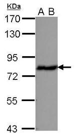 ERP72 Antibody in Western Blot (WB)