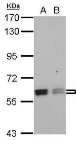 PTBP3 Antibody in Western Blot (WB)