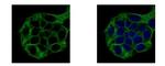 Vinexin Antibody in Immunocytochemistry (ICC/IF)