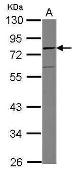 Vinexin Antibody in Western Blot (WB)