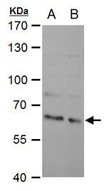 SAM68 Antibody in Western Blot (WB)