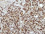 RbAp48 Antibody in Immunohistochemistry (Paraffin) (IHC (P))