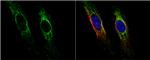 HSPE1 Antibody in Immunocytochemistry (ICC/IF)