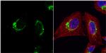 HSPE1 Antibody in Immunocytochemistry (ICC/IF)