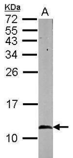 HSPE1 Antibody in Western Blot (WB)