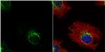 ETHE1 Antibody in Immunocytochemistry (ICC/IF)