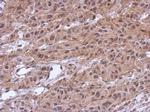 MKRN2 Antibody in Immunohistochemistry (Paraffin) (IHC (P))