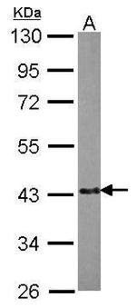EML2 Antibody in Western Blot (WB)