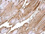 APPL1 Antibody in Immunohistochemistry (Paraffin) (IHC (P))