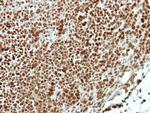 APPL1 Antibody in Immunohistochemistry (Paraffin) (IHC (P))