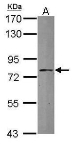 APPL1 Antibody in Western Blot (WB)