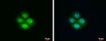 NXT1 Antibody in Immunocytochemistry (ICC/IF)