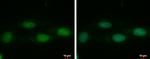 DNMT3L Antibody in Immunocytochemistry (ICC/IF)