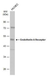 Endothelin A Receptor Antibody in Western Blot (WB)