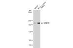 JMJD1B Antibody in Western Blot (WB)