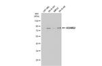 ADAM22 Antibody in Western Blot (WB)