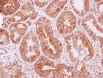 TRIM25 Antibody in Immunohistochemistry (Paraffin) (IHC (P))