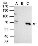 TRIM25 Antibody in Immunoprecipitation (IP)