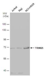 TRIM25 Antibody in Western Blot (WB)