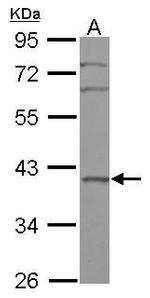 BXDC2 Antibody in Western Blot (WB)