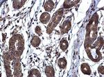 TARS Antibody in Immunohistochemistry (Paraffin) (IHC (P))