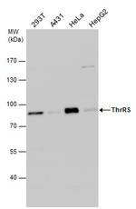 TARS Antibody in Western Blot (WB)