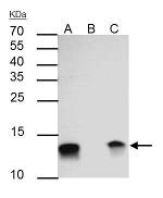 Galectin 1 Antibody in Immunoprecipitation (IP)