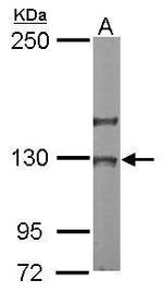 NOL6 Antibody in Western Blot (WB)