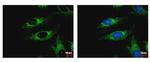 WDR61 Antibody in Immunocytochemistry (ICC/IF)