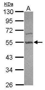 PARD6B Antibody in Western Blot (WB)