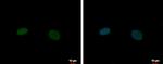 Nkx2.2 Antibody in Immunocytochemistry (ICC/IF)