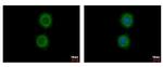 KRT72 Antibody in Immunocytochemistry (ICC/IF)