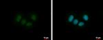 ZNF554 Antibody in Immunocytochemistry (ICC/IF)