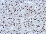 RALY Antibody in Immunohistochemistry (Paraffin) (IHC (P))