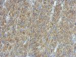 PMCA3 ATPase Antibody in Immunohistochemistry (Paraffin) (IHC (P))