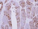 COLQ Antibody in Immunohistochemistry (Paraffin) (IHC (P))