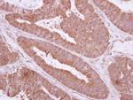 TXNDC6 Antibody in Immunohistochemistry (Paraffin) (IHC (P))