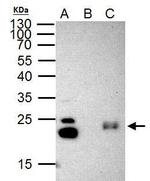 HP1 gamma Antibody in Immunoprecipitation (IP)