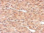 OMD Antibody in Immunohistochemistry (Paraffin) (IHC (P))