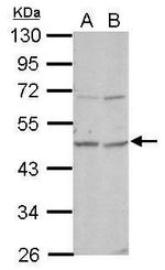 OMD Antibody in Western Blot (WB)