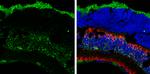 MSI2 Antibody in Immunohistochemistry (Frozen) (IHC (F))