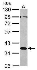 MSI2 Antibody in Western Blot (WB)