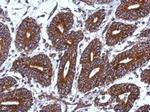 MRPS18B Antibody in Immunohistochemistry (Paraffin) (IHC (P))