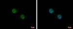 DYX1C1 Antibody in Immunocytochemistry (ICC/IF)